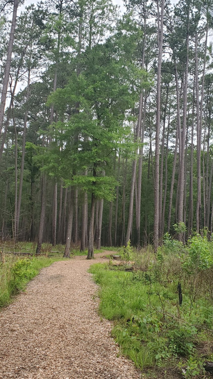 Congaree NP 